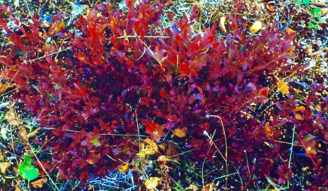 BlueberryFoliageRedFallColorBlueFruit