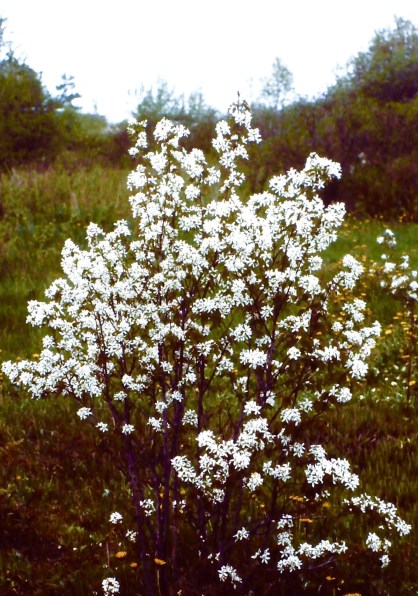 My beautiful picture