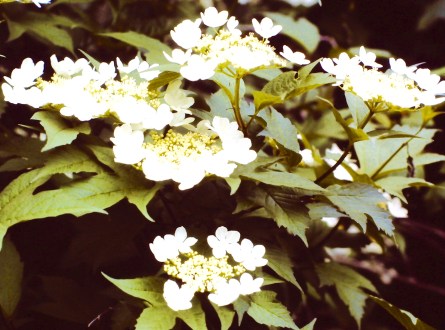 My beautiful picture