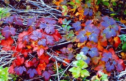 My beautiful picture