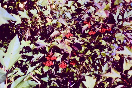 CranberryHighBushRipeRed