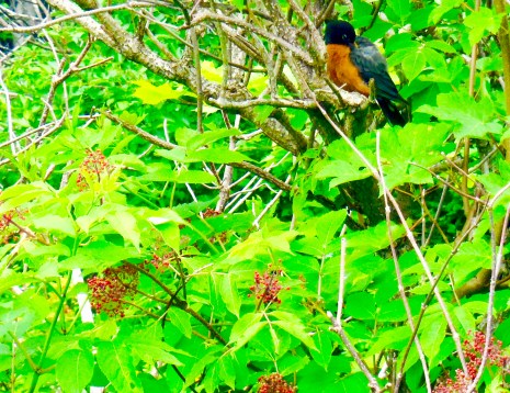 ElderBerryRipeRedRobinFeeding