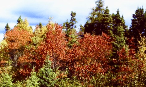 CherryPinFoliageRedFall
