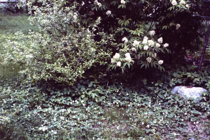 My beautiful picture