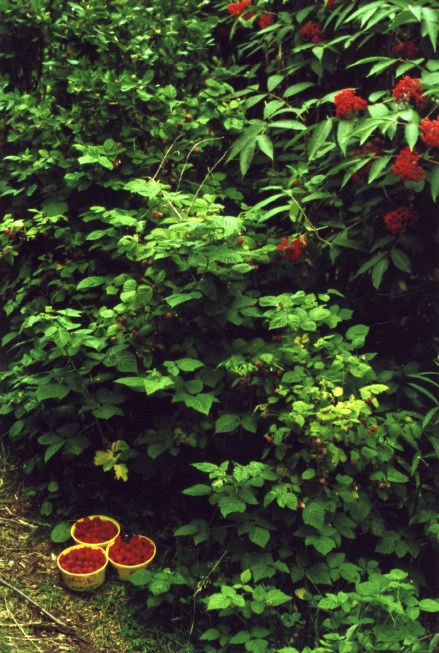 Red Raspberry Fruit Picked Fresh For The Table; Native Ripe Elderberries On The Shrub Above, A Favoured Food Of Birds, Central Newfoundland.