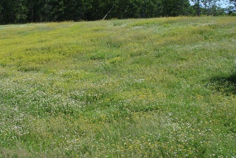 Increased Bio-Diversity In The Colourful Low Growing Lawn With Low Maintenance & Low Pollution, Collage Of the North Atlantic, Grand Falls Windsor, NL