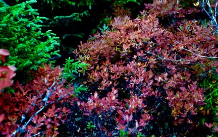 My beautiful picture