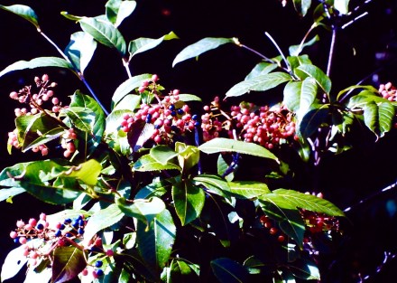 My beautiful picture