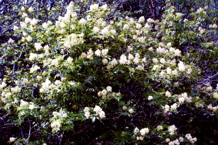 My beautiful picture