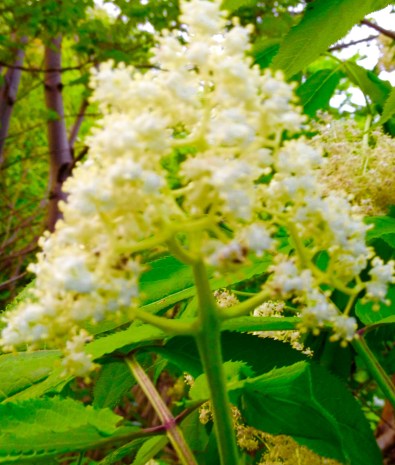 Elderberry Blossom Full