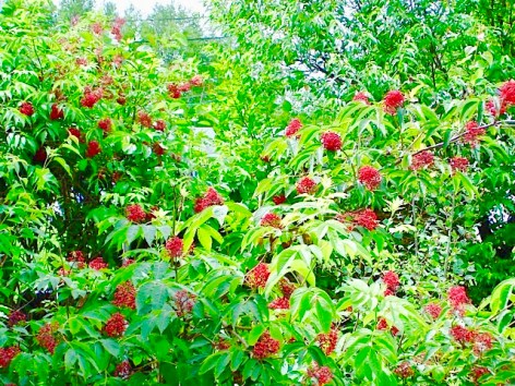Elderberry Ripe Red Fruit