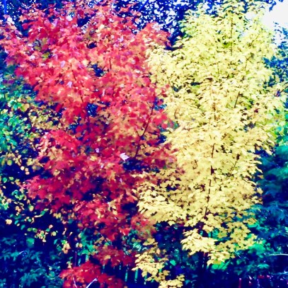 My beautiful picture