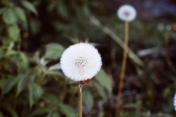 A Dandelion Seed Head Has 120 Seeds