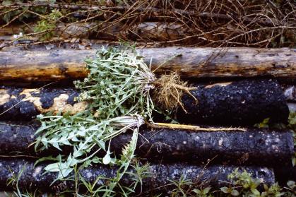 The Dandelion Plant Has A Large Carrot Type Tap Root Allowing It To Store Food