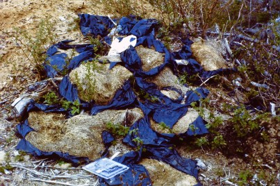 Compostable Lawn Grass Clippings Dumped In The Woods