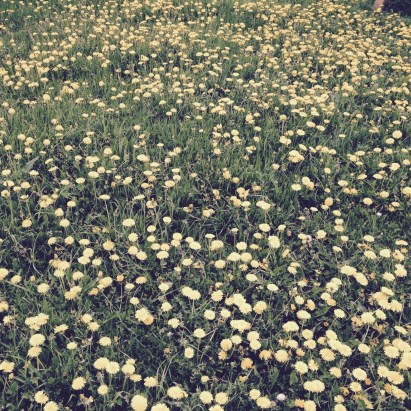 High Population Of Dandelions-Feast Or Weeds?
