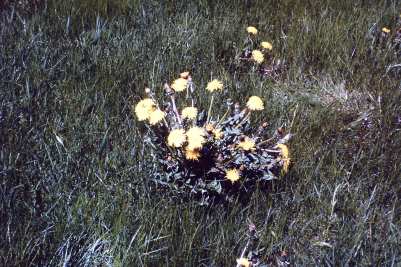 A Dandelion Plant With 30 To 40 Blooms/Buds 