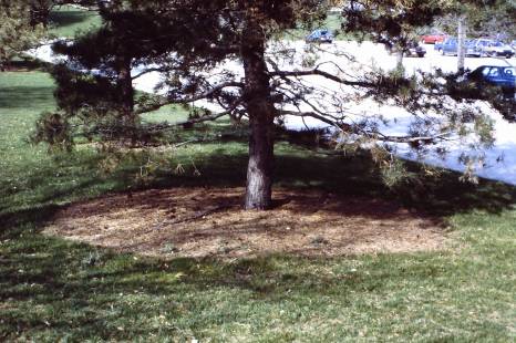 My beautiful picture