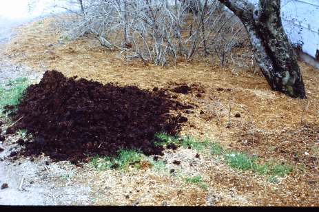 Composted Animal Manure Being Mixed With Saw Dust Mulch Around Plants & Shrub.