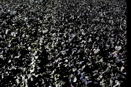 Red Beets-Both Foliage & Root Can Be Eaten.Red Beet Leaves Are Excellent Spinach Greens With More Fibre. 