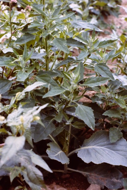 Cabbage With Lamb's Quarters, An Edible Healthy Nutritious Spinach Like Crop. 