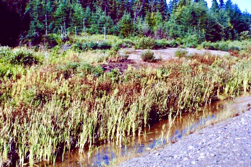 Under The Power Line Has Been Sprayed With Plant Killing Chemicals Plus Non Target Low Growing Plants &amp; Water Ways, Why?