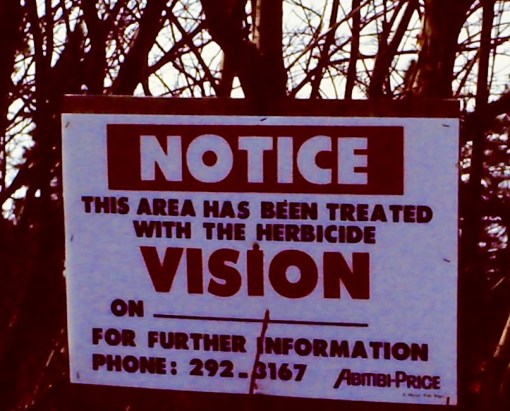 My beautiful picture