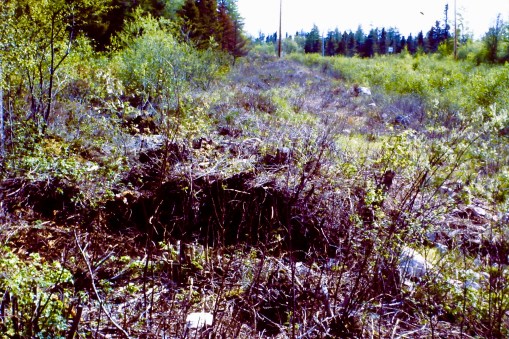 My beautiful picture