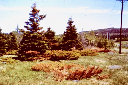 My beautiful picture