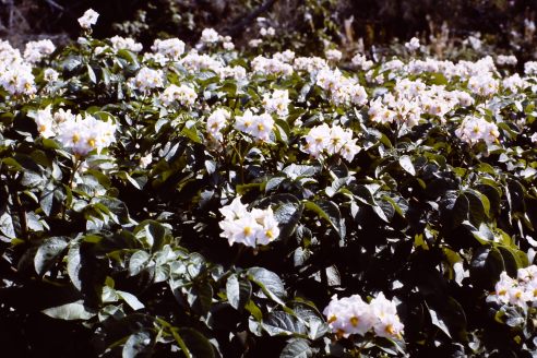 Potatoes In Bloom-Blue Skin cv Blue Mac