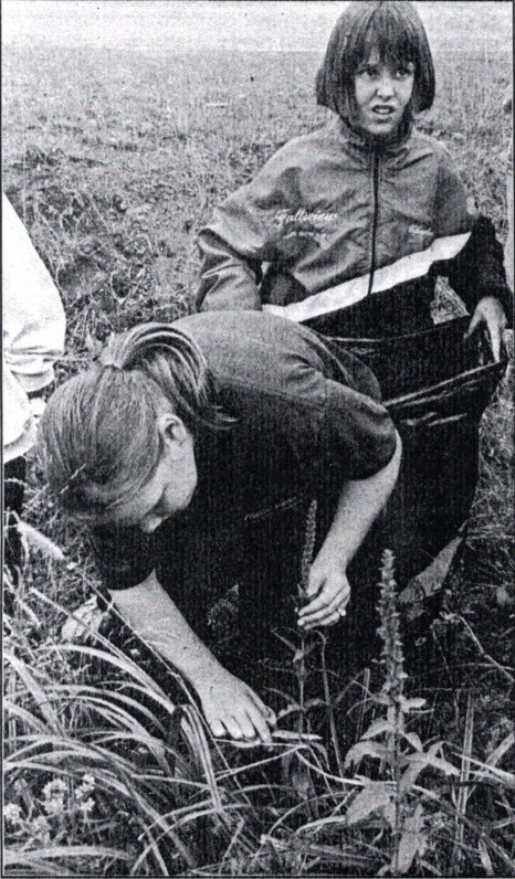 Kayla Walsh learned how to remove Purple Loosestrife Plants in Bishop's Falls area.