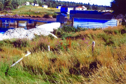 My beautiful picture