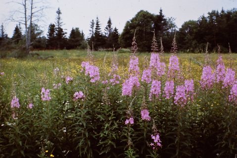 My beautiful picture
