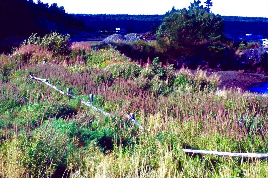 My beautiful picture