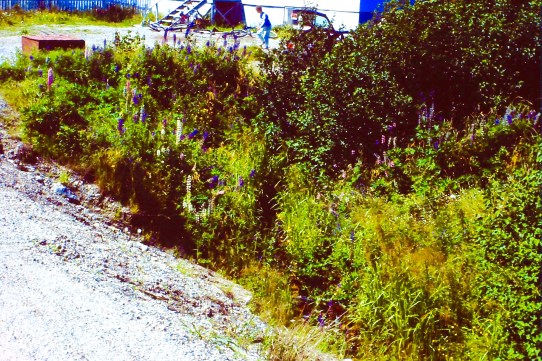 My beautiful picture