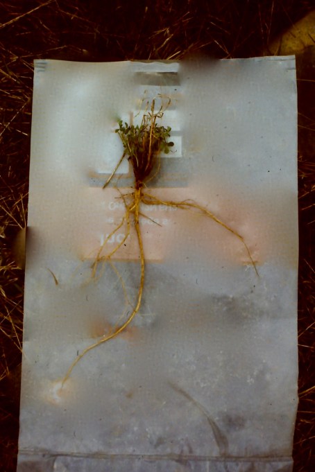 AlfalfaRoot6'Down+Across