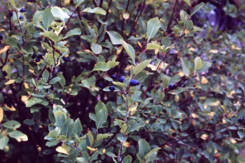 My beautiful picture