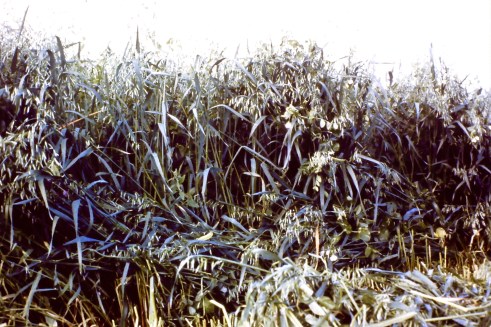 My beautiful picture