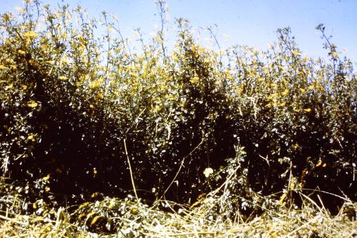 My beautiful picture