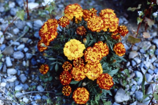 My beautiful picture