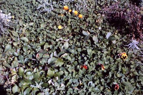 My beautiful picture