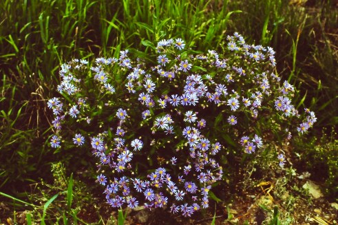 My beautiful picture