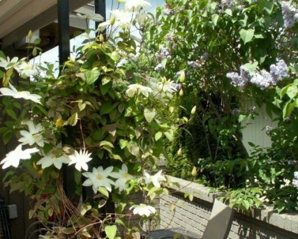 Clematis Tree Vine & Lilac With White & Mauve Flowers Around The Patio. The Flowers Of The Old Cultivar/Variety Of Lilac Have A Lovely Fragrance. 