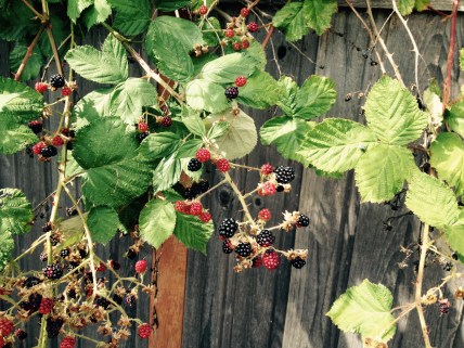 Blackberries Ripping On The Vine In Warm Sunny Weather. 