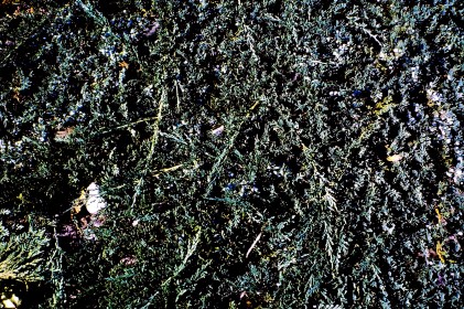 Low Growing Juniper Shrub, With Very Low Maintenance That Does Not Need Mowing !