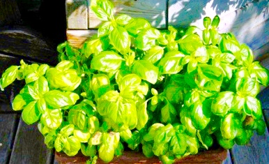 Sweet Basil Herb, Handy To The Kitchen & Meal Preparations.