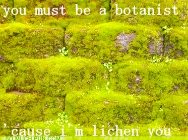 Lichen, Caribou or Reindeer Moss