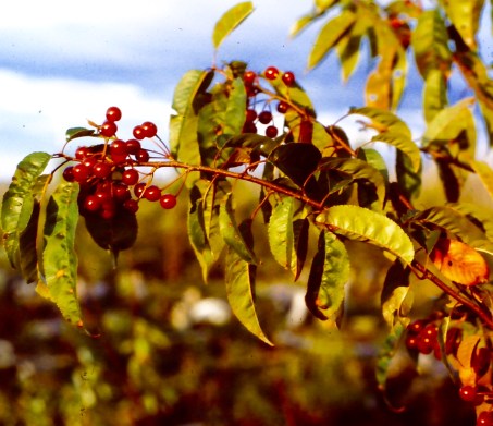 My beautiful picture