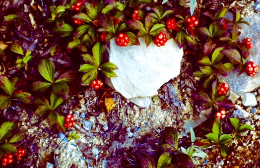 Bunchberry FruitRipe