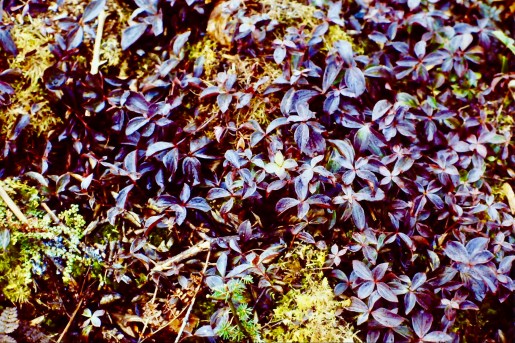 BunchBerryLeavesPurpleFall